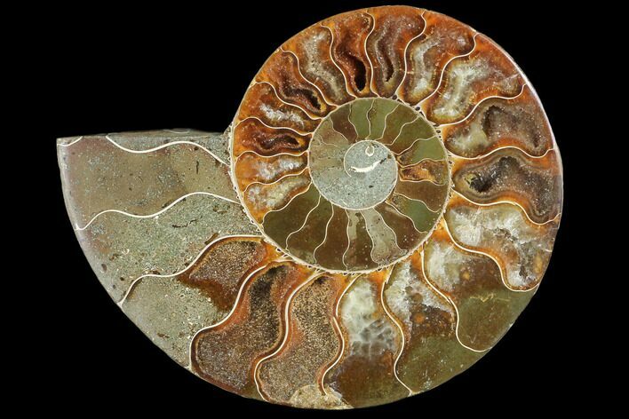 Agatized Ammonite Fossil (Half) - Agatized #103090